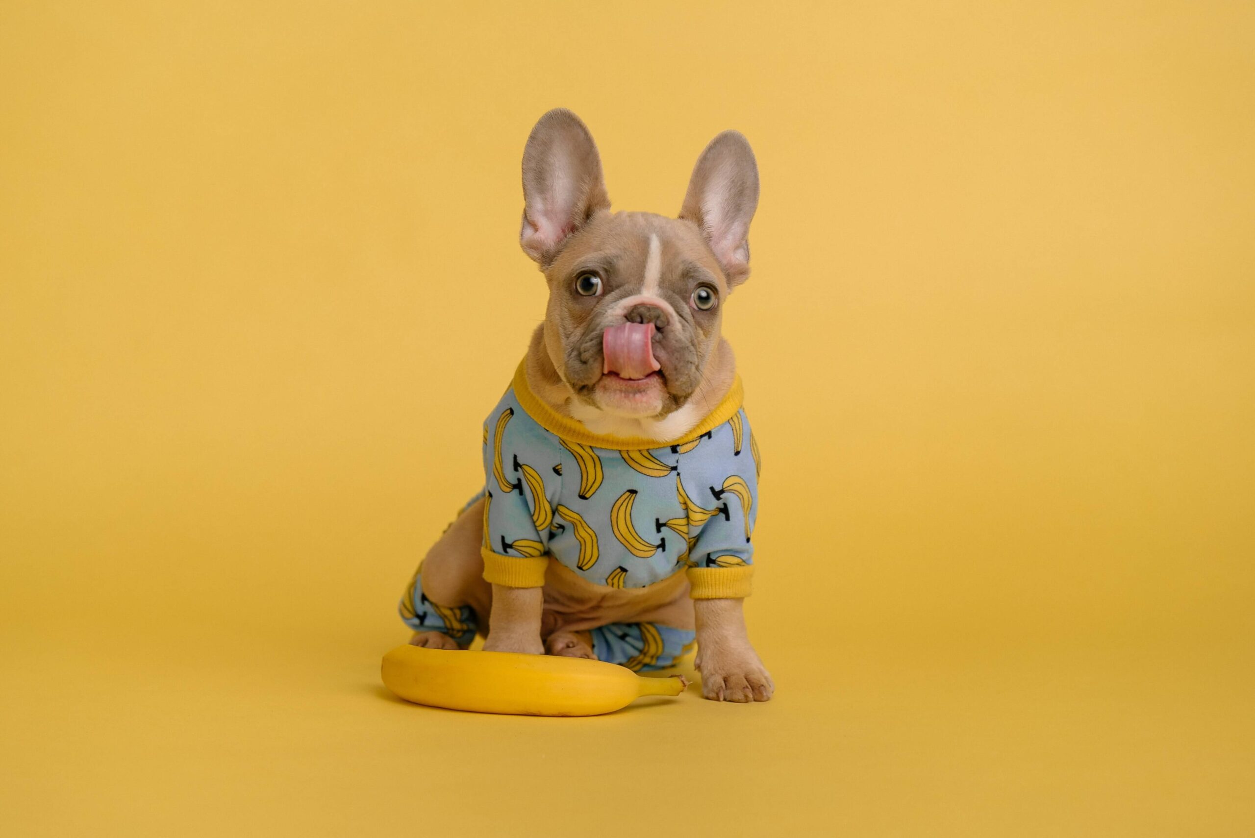 Benefits of Bananas for Dogs - A dog sitting in front of banana while licking his tongue
