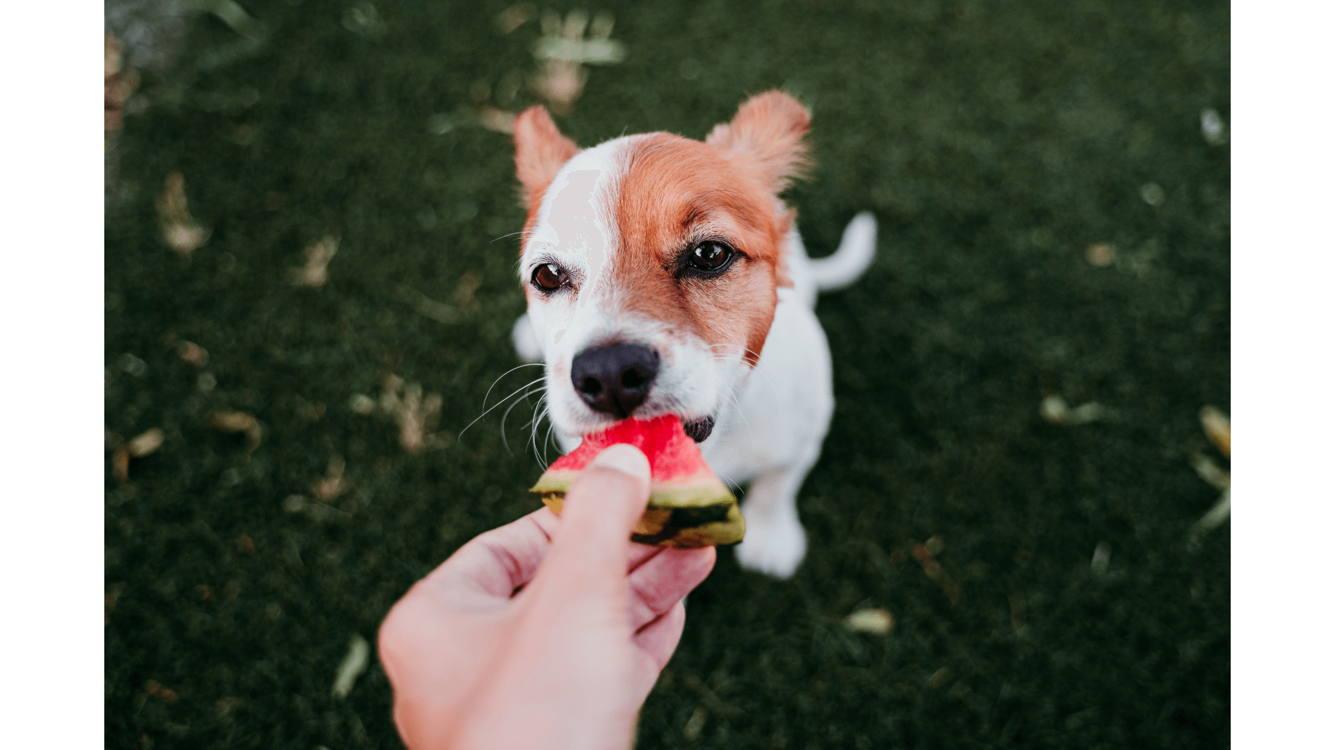 Benefits of Feeding Watermelon to Dogs