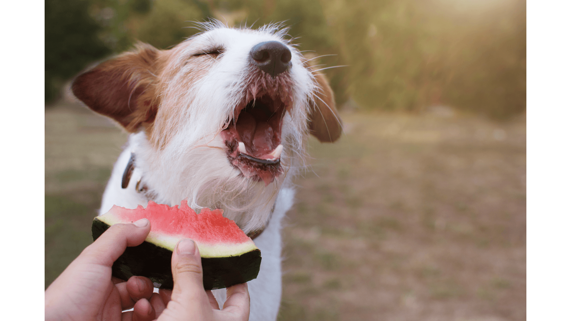 Safety Considerations When Feeding Watermelon to Dogs