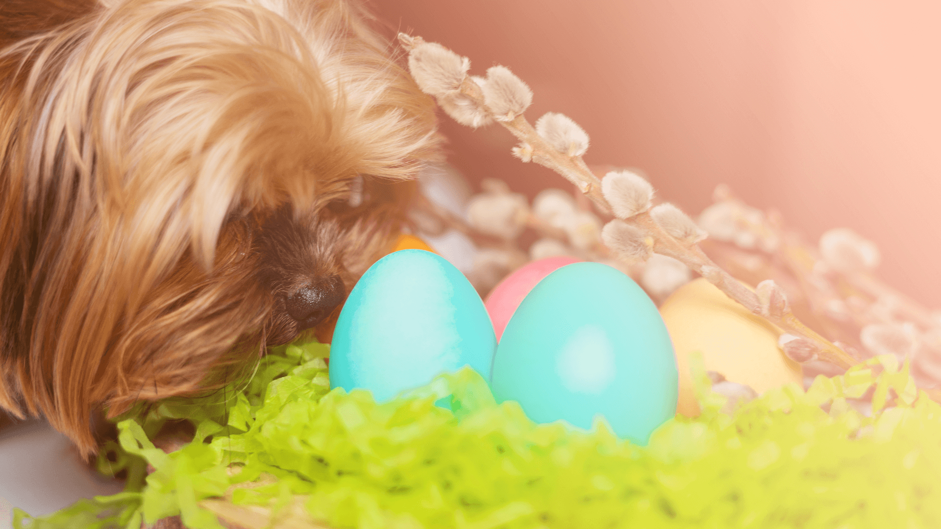 What are the Benefits of Feeding Eggs to Dogs