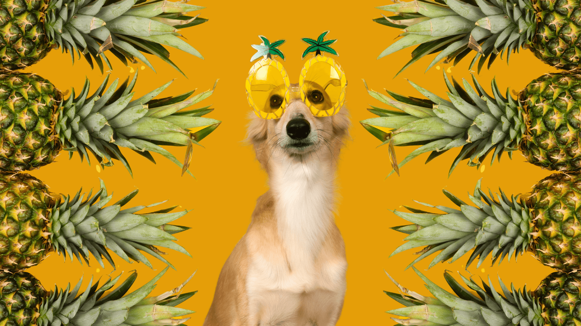 Can Dogs Have Pineapple