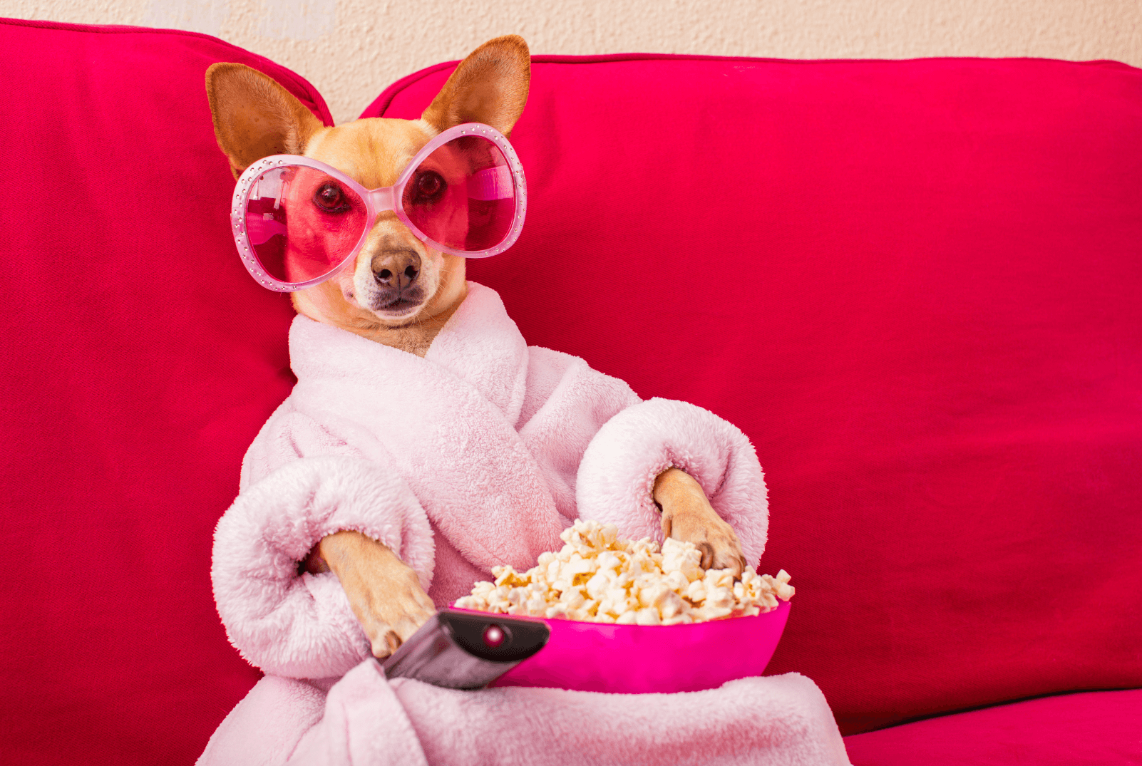 How Can I Safely Feed My Dog a Popcorn