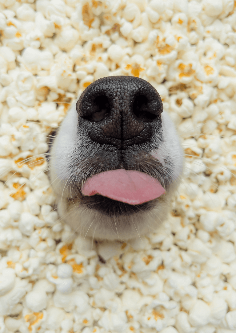 Is Eating Popcorn Safe for Dogs
