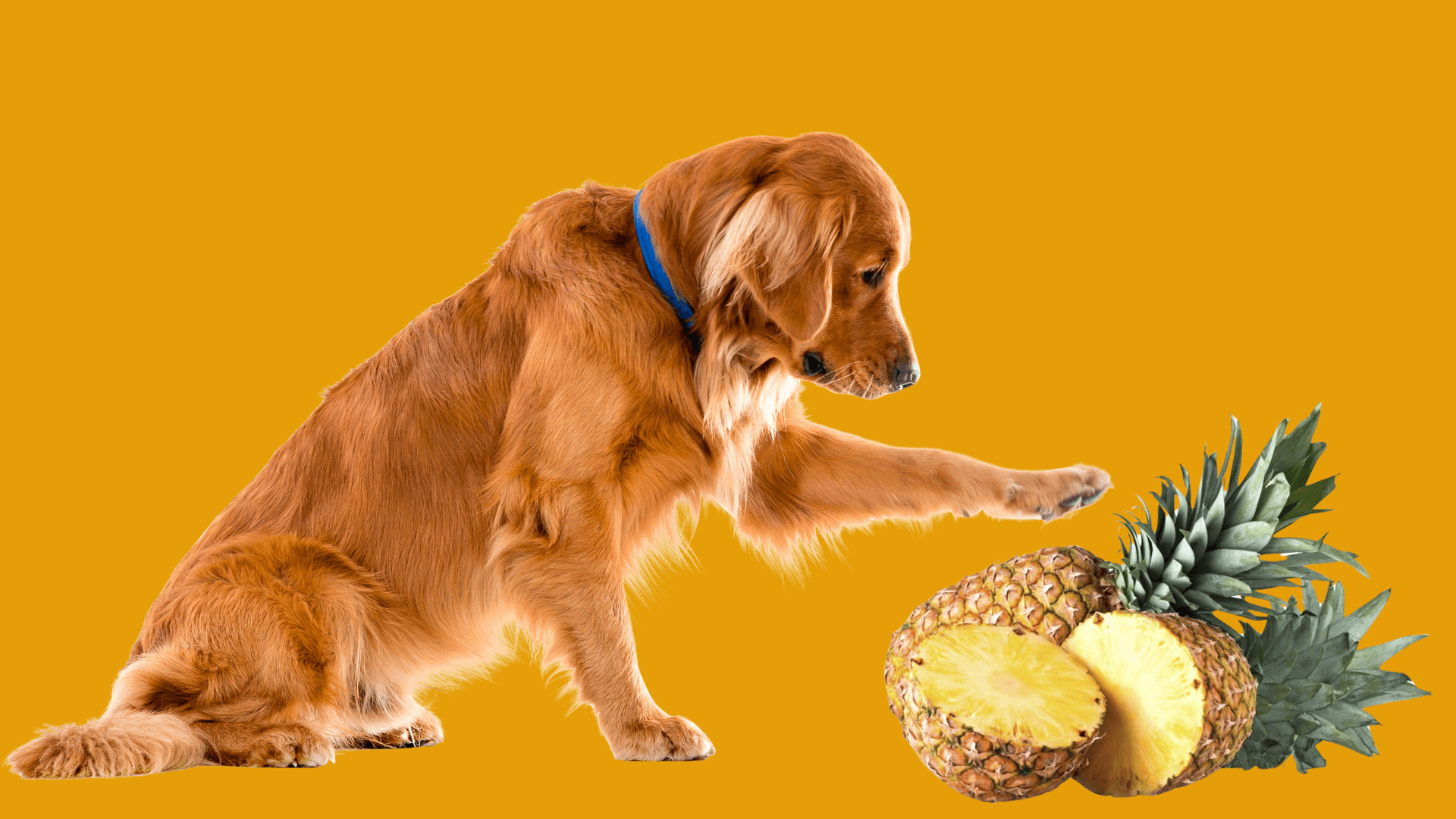 Things to Consider When Feeding Pineapple to Dogs