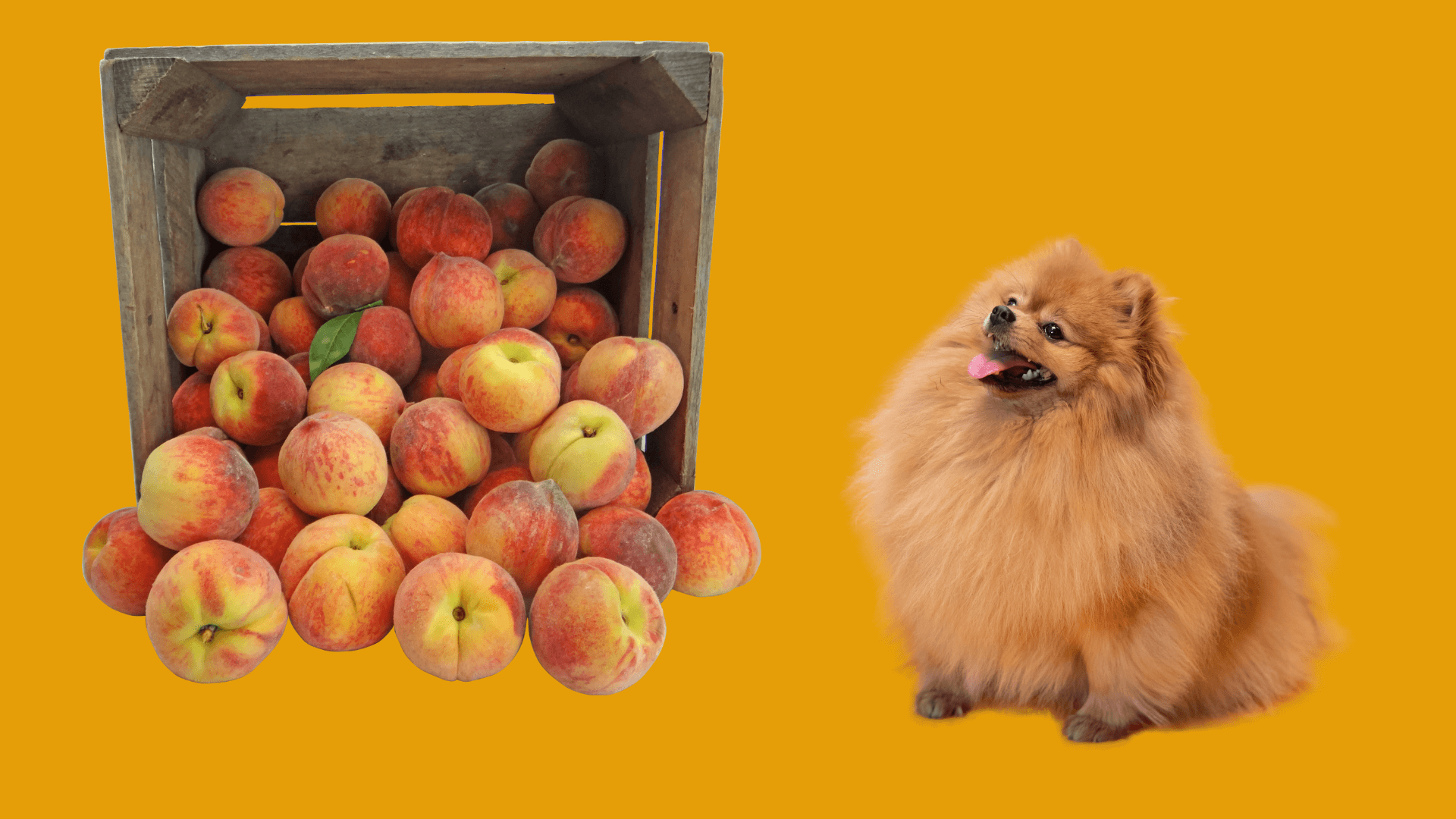 Things to Consider When Sharing Peaches with Your Dog