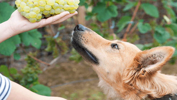 Ohmylovelypets - a hand holding green grapes while the brown dog is trying to reach to smell