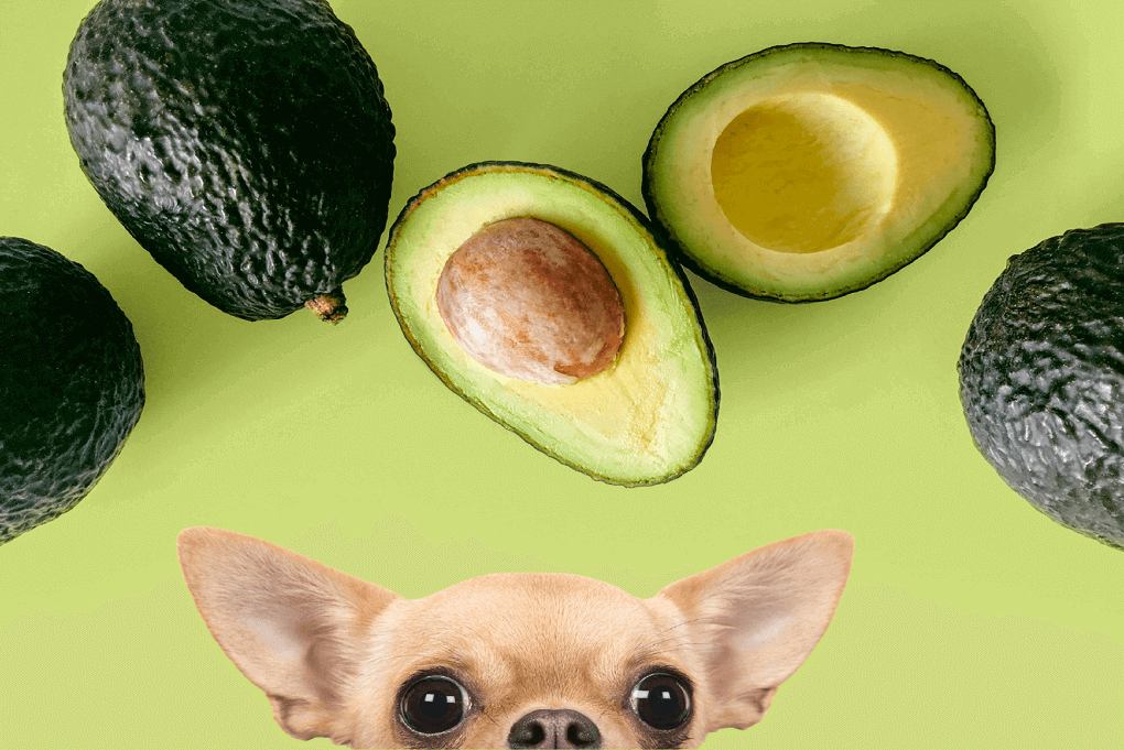OHMYLOVELYPETS - a dog peaking on avocados